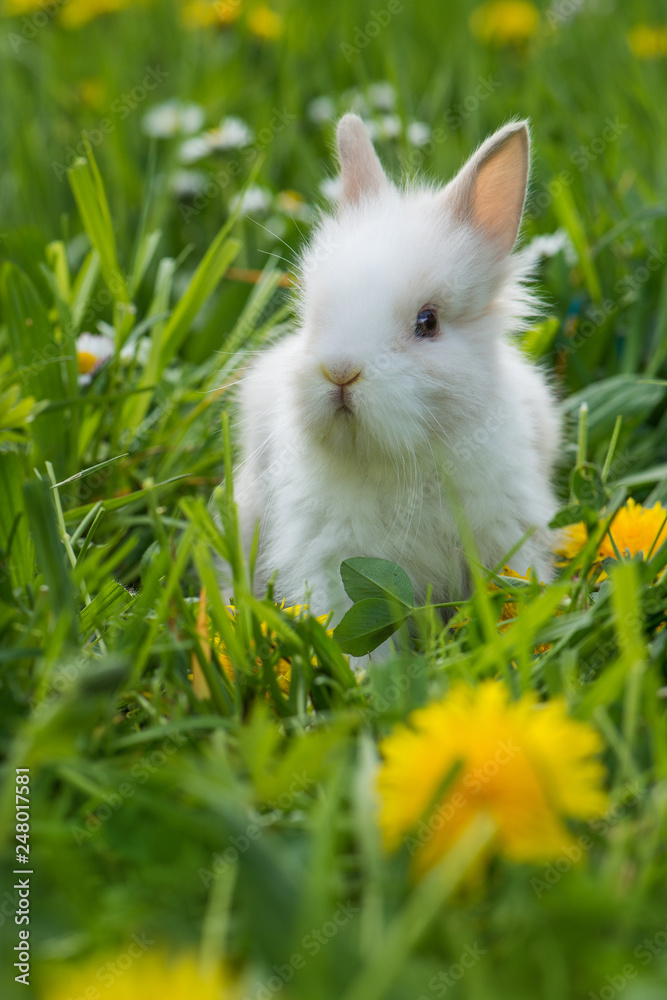 Zwergkaninchen in einer Frühlingswiese Zwergkaninchen in einer Frühlingswiese