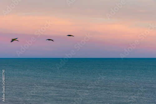 Birds in freedom  sea  blue  purple.