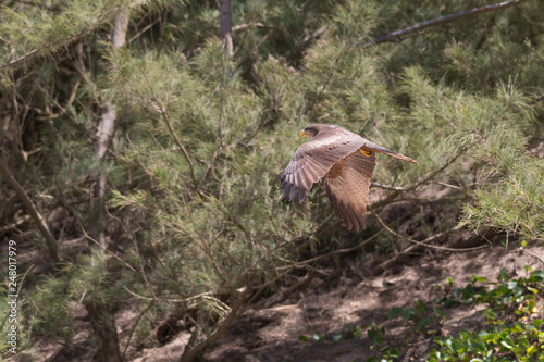 Yellow billed Kite, South Africa