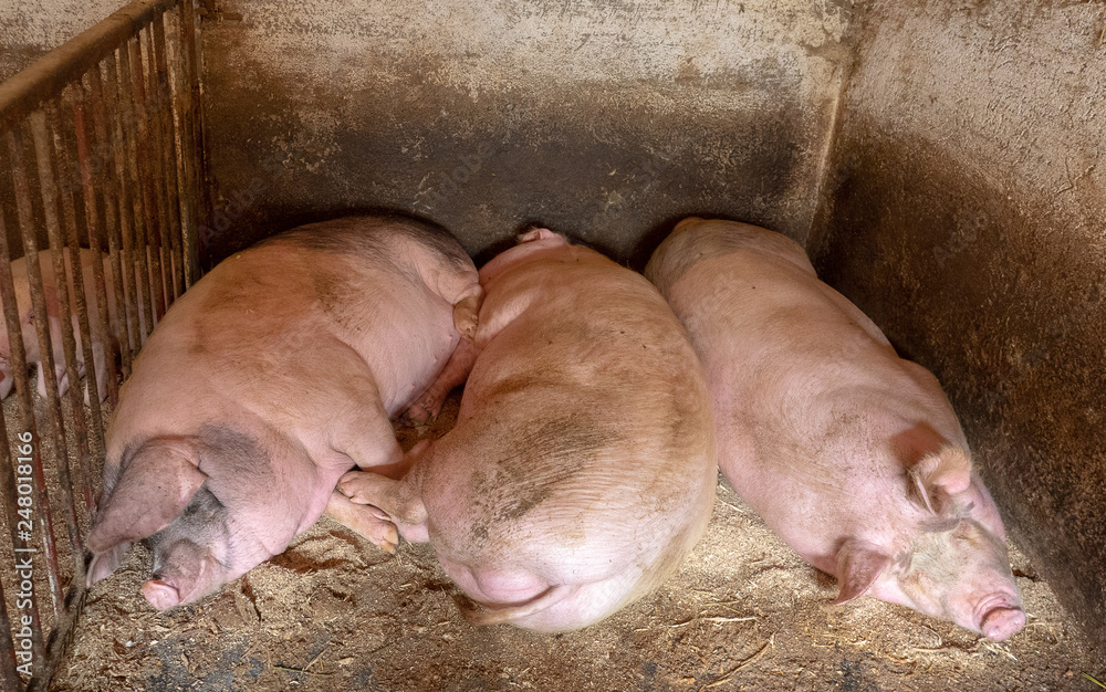 pigs in a farm
