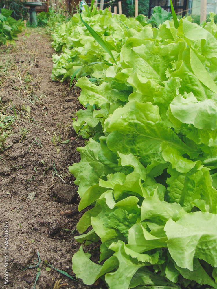 fresh lettuce in the garden fresh lettuce in the garden