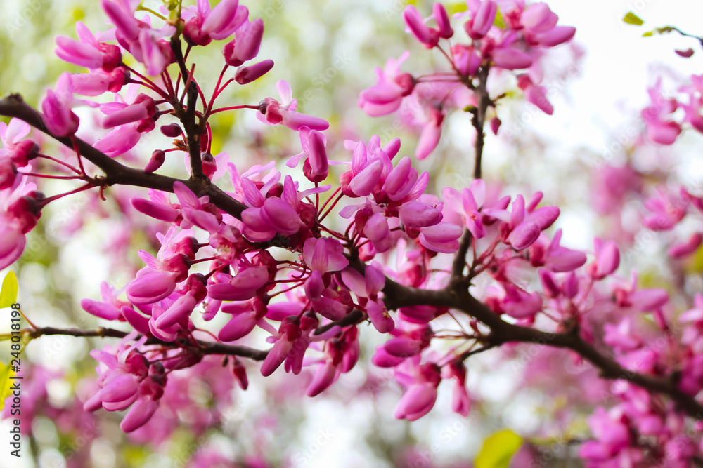 Pink flowers of Cercis Canadian in the spring garden Pink flowers of Cercis Canadian in the spring garden