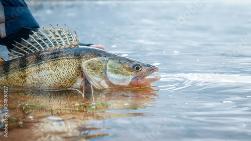 Fisherman releases the caught zander. Fishing, catch and release.