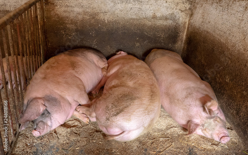 Obraz na płótnie pigs in a farm w salonie