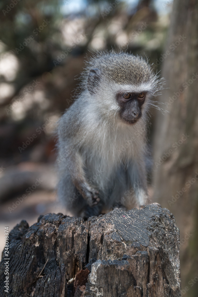 Naklejka premium Vervet monkey at Cape Vidal in iSimangaliso wetland park, South Africa