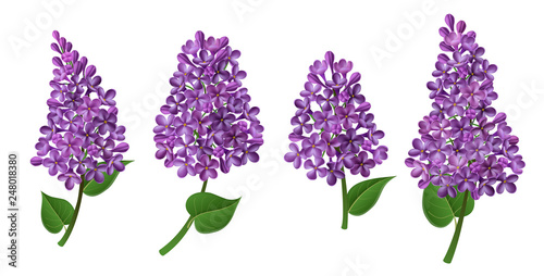 Lilac flower collection with purple flowers and petals, in different positions and bouquets. Vector illustration for Easter, nature and spring design, isolated on white, with green leaf