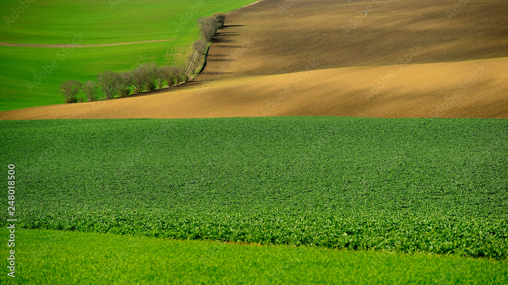 Rolling hill of Moravia in Czech republic , green fields in spring time