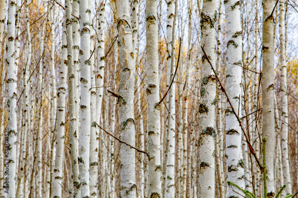 Obraz premium Birch forest. White tree trunks in autumn