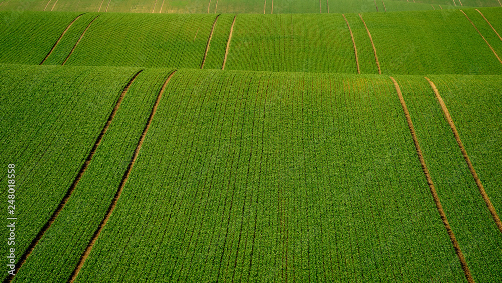 Rolling hill of Moravia in Czech republic , green fields in spring time