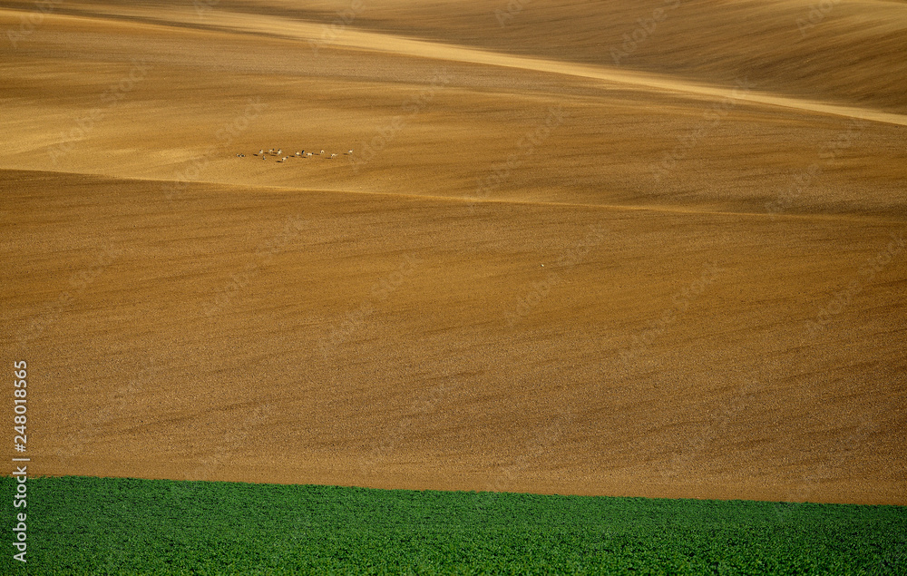 Rolling hill of Moravia in Czech republic , green fields in spring time