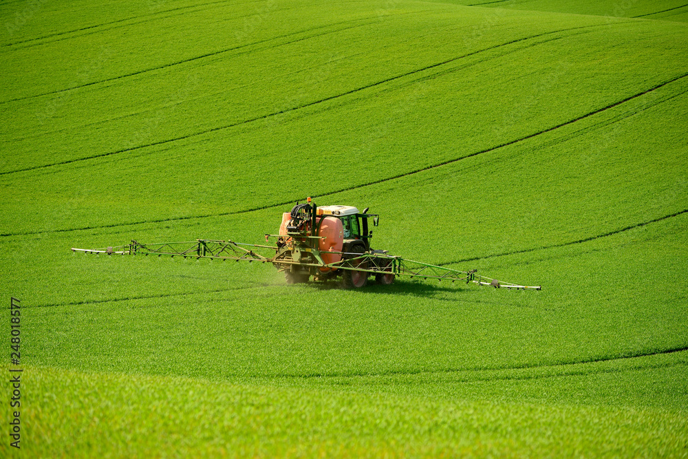 Rolling hill of Moravia in Czech republic , green fields in spring time