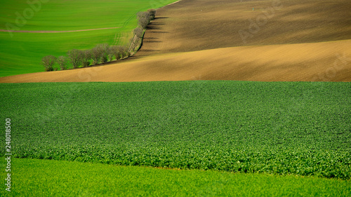 Obraz na płótnie Rolling hill of Moravia in Czech republic , green fields in spring time w salonie