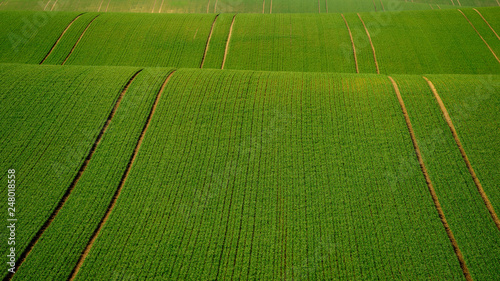 Obraz na płótnie Rolling hill of Moravia in Czech republic , green fields in spring time w salonie