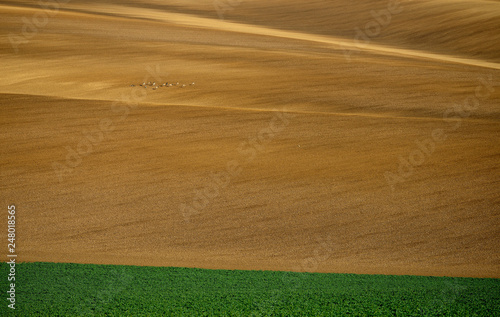 Rolling hill of Moravia in Czech republic , green fields in spring time  © Eduard