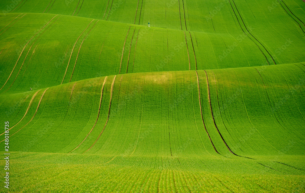 Rolling hill of Moravia in Czech republic , green fields in spring time