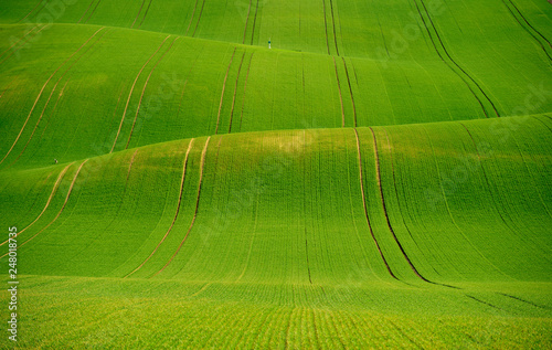 Obraz na płótnie Rolling hill of Moravia in Czech republic , green fields in spring time w salonie