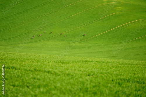 Obraz na płótnie Rolling hill of Moravia in Czech republic , green fields in spring time w salonie