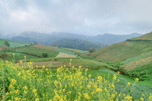 Mountain view misty morning of cabbage farming on the hill around with soft mist background, Phu Thap Boek, Phetchabun, Thailand.