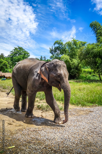 Baby elephant in protected park, Chiang Mai, Thailand