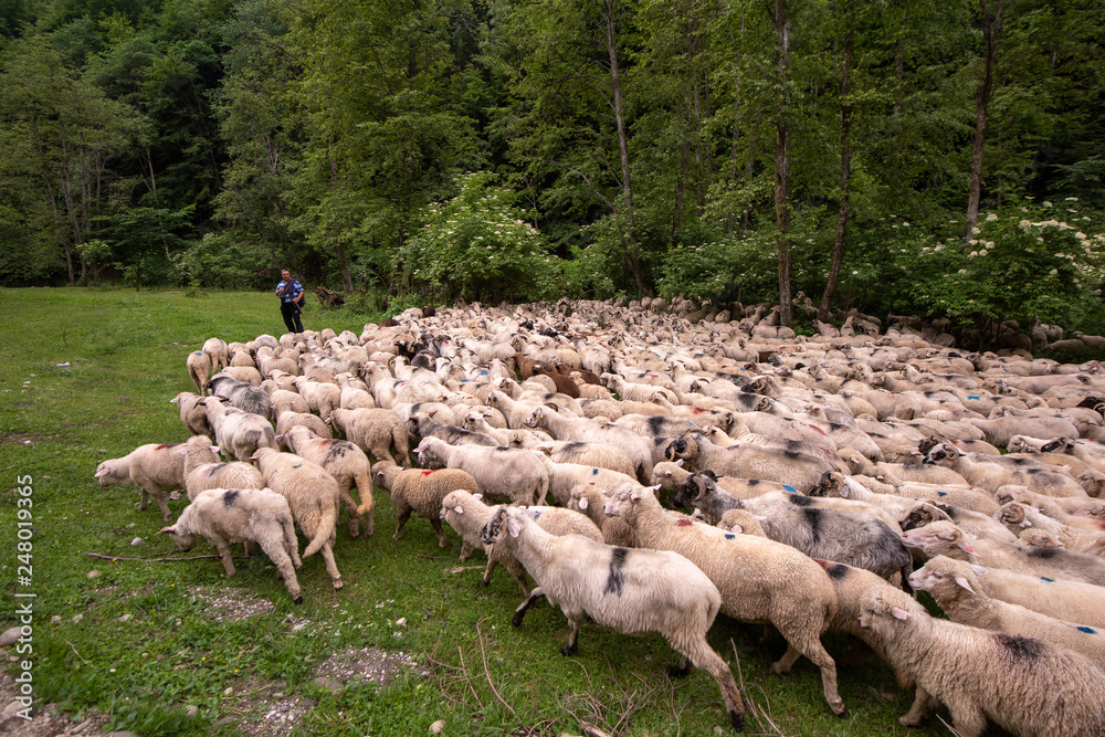 flock of sheep in the mountains of Romania in the spring time