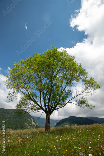 isolated tree in the field