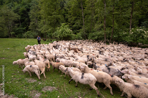 Obraz na płótnie flock of sheep in the mountains of Romania in the spring time w salonie