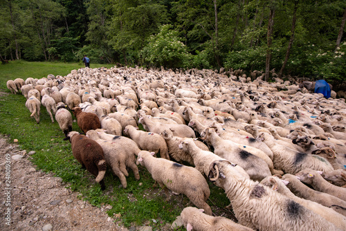 flock of sheep in the mountains of Romania in the spring time 