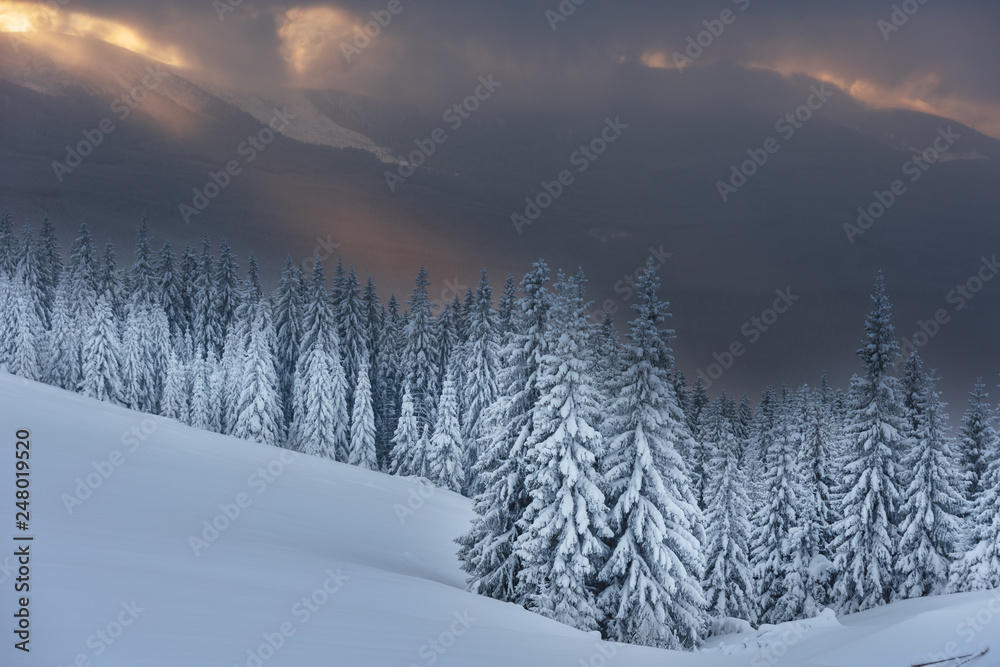 Fototapeta premium Winter, active holidays in the Carpathian Mountains with picturesque huts and plenty of snow.