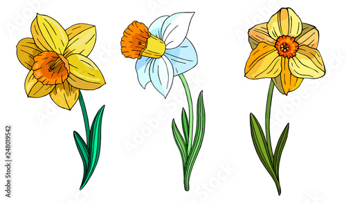 Set of multicolor Narcissus.