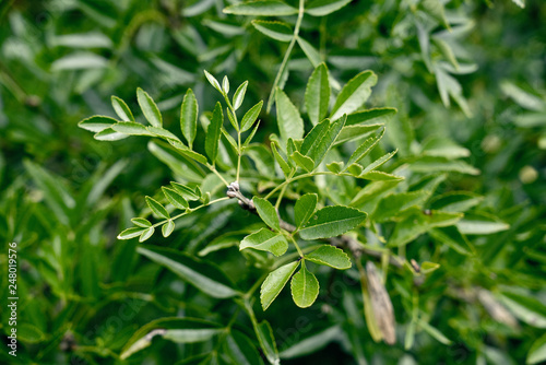 Fraxinus xanthoxyloides - Afghanische Esche