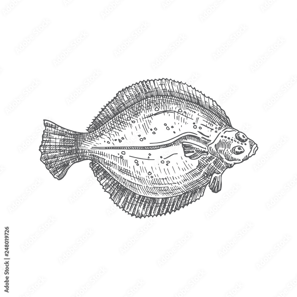 Flounder Hand Drawn Vector Illustration. Abstract Flat Fish Sketch.  Engraving Style Drawing. Stock Vector