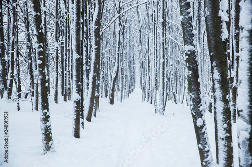 Many forest trees under snow