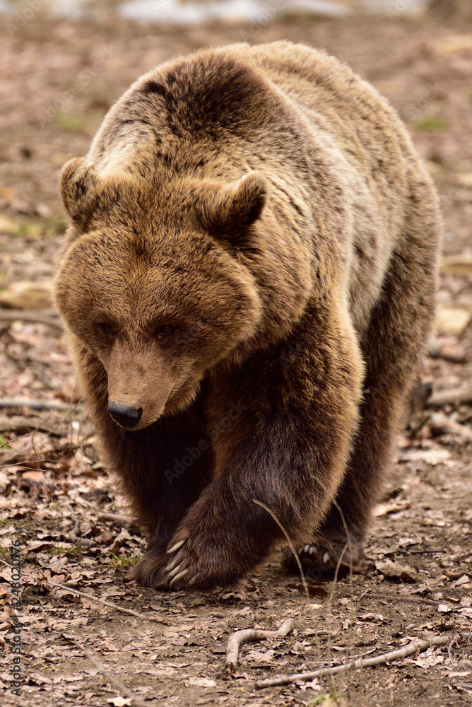 brown bear in the forest of Romania , wildlife in Carpathian 