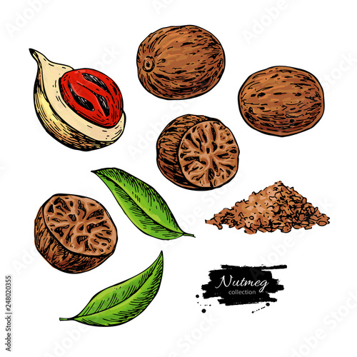 Nutmeg spice vector drawing. Ground seasoning nut sketch. Dried seeds and fresh mace fruits