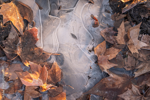 Frozen leafs © danmal25