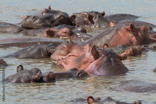 Hippopotamus in the river, South Africa