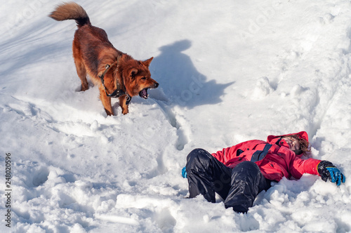 Fototapeta Naklejka Na Ścianę i Meble -  A lifeguard dog found the boy unconscious in the snowy mountains. Rescue dog. Helping those lost in the mountains