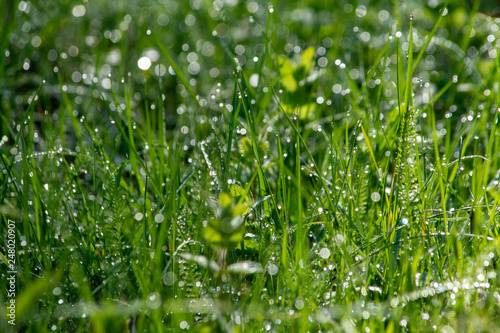 grass with dew drops