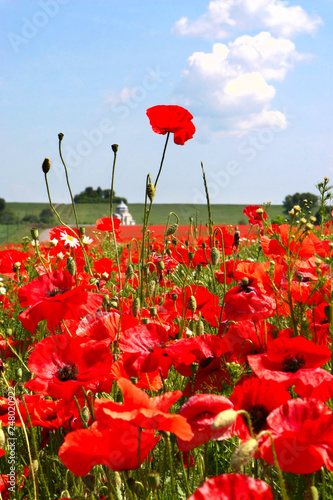 Flowers The red poppies bloom on a wild field. Beautiful red poppy fields with selective focus. soft light Natural remedies. Field of red poppies. Lonely poppy in the distant Orthodox temple