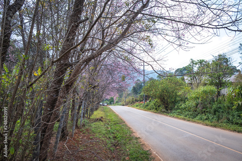 The romantic road in the winter with wild Cheery Blossom at Khun Wang Royal Project, a research station for agriculture on the slopes of Doi Inthanon in Chiang Mai, Thailand. 