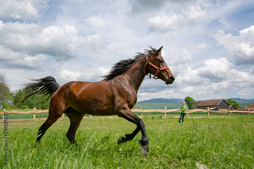 Horse running at the farm 