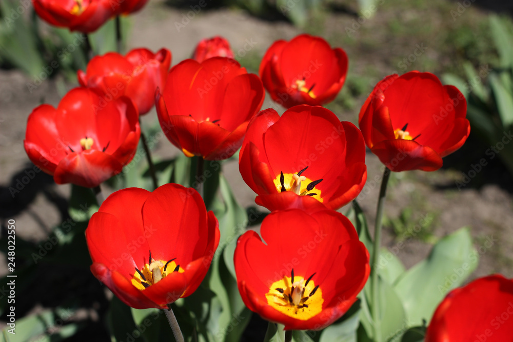 Fototapeta premium A small plantation of red tulips blooms in a bright, sunny, spring day.