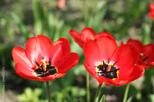 Two red tulips has opened in the garden.