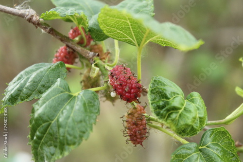 Blackberry
