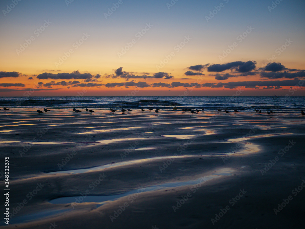 North Sea at Blankenberge, Belgium: Traces of low tide during the summer sunset on the beach with walking seagulls
