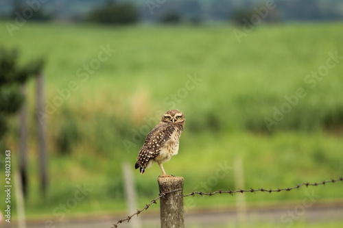 Owl