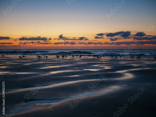 North Sea at Blankenberge, Belgium: Traces of low tide during the summer sunset on the beach with walking seagulls © Oleksii