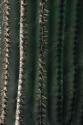 Saguaro Cactus Needles
