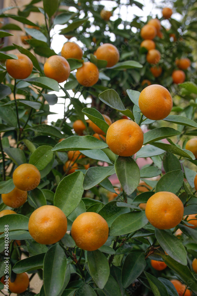 Juicy and ripe orange tangerines on a tree branch