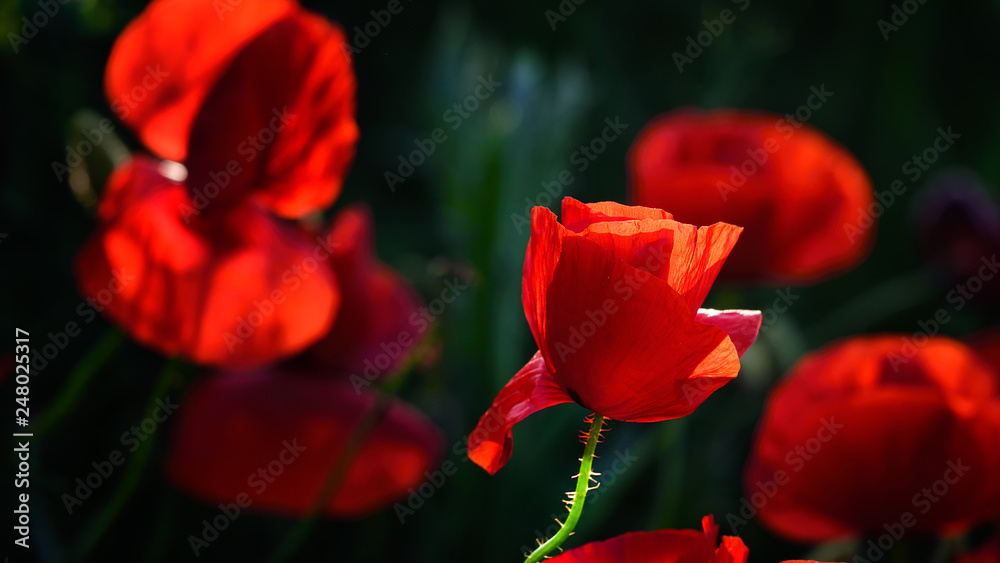 Red poppies in spring time with green blurry background Red poppies in spring time with green blurry background